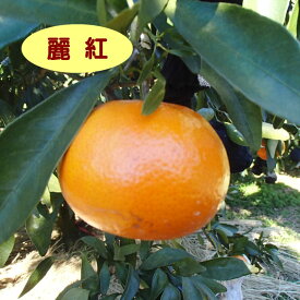 【ハイブリット系柑橘ミカン属】麗紅（接木苗）4号LLポット