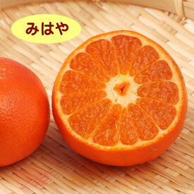 【ハイブリット系柑橘ミカン属】みはや（接木苗）4号LLポット