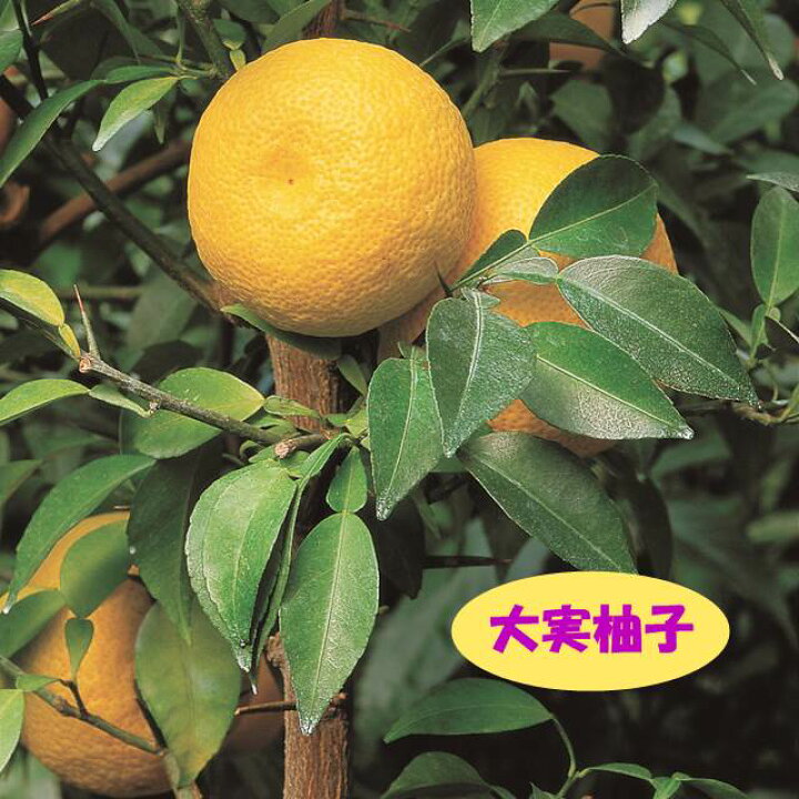 市場 ゆず 常緑 大苗 トゲなし 苗 苗木 果樹 接ぎ木 ほんゆず 5年生 本柚子