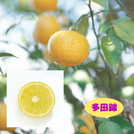 【香酸柑橘系ミカン属】ユズ　多田錦（接木苗）4号LLポット