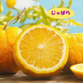 【香酸柑橘系ミカン属】柑橘　じゃばら（接木苗）4号LLポット