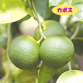 【香酸柑橘系ミカン属】種無しカボス（接木苗）4号LLポット