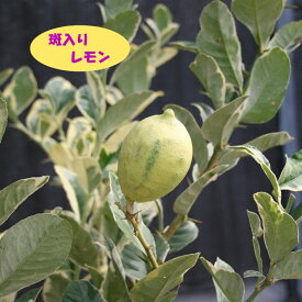 【香酸柑橘系ミカン属】斑入りレモン（接木苗）4号LLポット