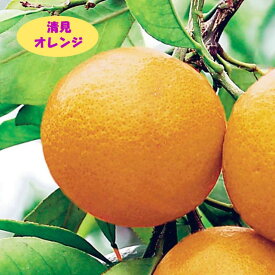 【その他柑橘系ミカン属】清見オレンジ（接木苗）4号LLポット