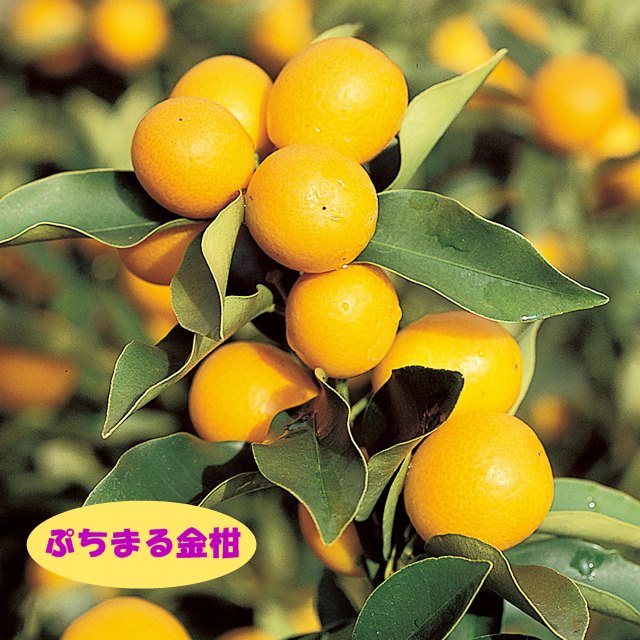 皮ごとまるかじり その他柑橘系ミカン属 豪華で新しい ぷちまる金柑 4号LLポット 柔らかな質感の 接木苗