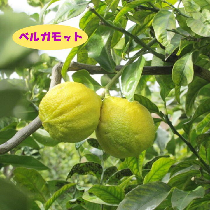 楽天市場 今季販売終了 高酸柑橘系ミカン属 ベルガモット 接木苗 4号llポット 産直花だん屋