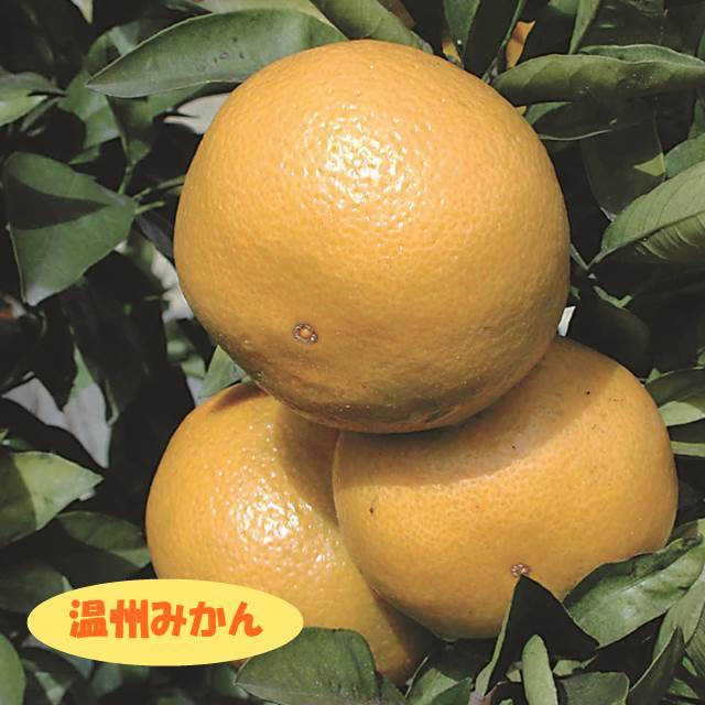 日本生まれといわれている柑橘です 温州系柑橘ミカン属 完売 安い 激安 プチプラ 高品質 温州みかん 接木苗 4号LLポット