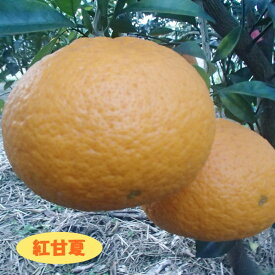 【その他柑橘系ミカン属】紅甘夏（接木苗）4号LLポット