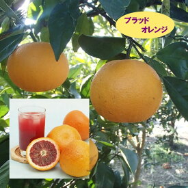 【その他柑橘系ミカン属】ブラッドオレンジ　タロッコ（接木苗）4号LLポット