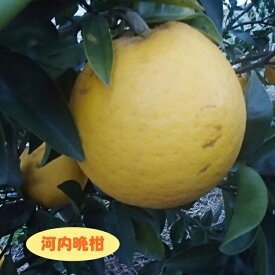【その他柑橘系ミカン属】河内晩柑（かわちばんかん）（接木苗）4号LLポット