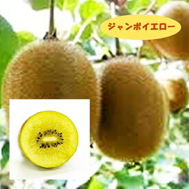 楽天市場 ジャンボイエロー 苗の通販