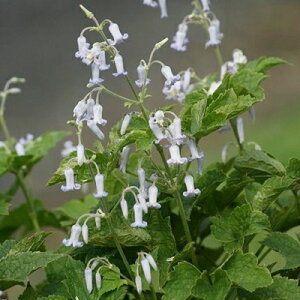 򕌌ZYyN}`XzwNCtHAnɐȒ{^3|bg