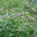 楽天市場 五十音別カテゴリー か行 クレマチス苗 赤 ピンク系 産直花だん屋