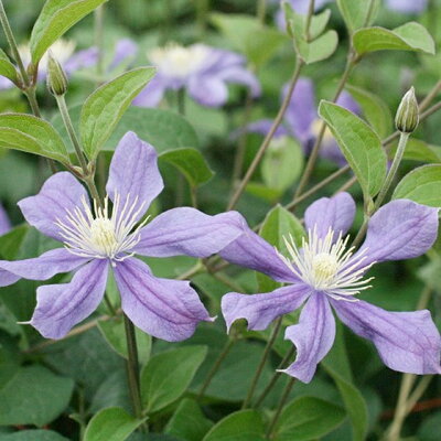 【クレマチス属】アラベラ3号ポット