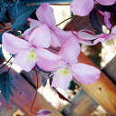 楽天市場 五十音別カテゴリー か行 クレマチス苗 赤 ピンク系 産直花だん屋