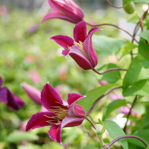 �򕌌����Z�Y�y�N���}�`�X���z�e�L�Z���V�X�n���f�B�o�[�h �W�����\��3���|�b�g