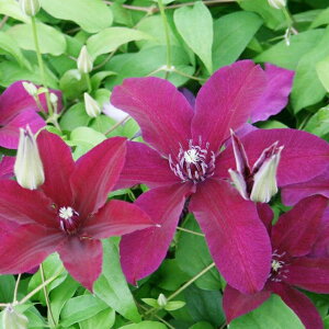 �򕌌����Z�Y�y�N���}�`�X���z�x�炫���k�M�m�[�T�n�t�[�r 3���|�b�g