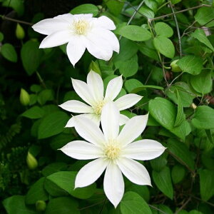 򕌌ZYyN}`Xz炫peXnB 3|bg