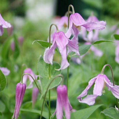 ムラサキセンダイハギは 初夏に咲く 発芽 種ができるまで 育てやすさが魅力 小さな庭で季節を楽しむ