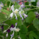 楽天市場 五十音別カテゴリー か行 クレマチス苗 赤 ピンク系 産直花だん屋