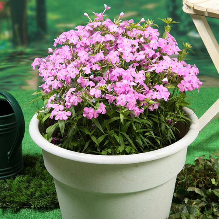 楽天市場 クサキョウチクトウ属 宿根フロックスフォーエバーピンク 産直花だん屋
