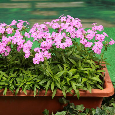 楽天市場 クサキョウチクトウ属 宿根フロックスフォーエバーピンク 産直花だん屋