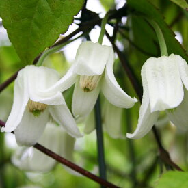 楽天市場 常緑 冬咲きの通販