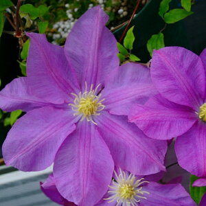 򕌌ZYyN}`Xz炫֌nhV[Ego[ihV[go[j 3|bg