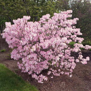 yccWzNtlccW@H߁@4|bg