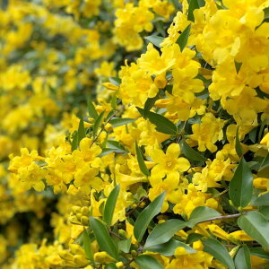 yQZ~EzJCiWX~d炫 4|bg