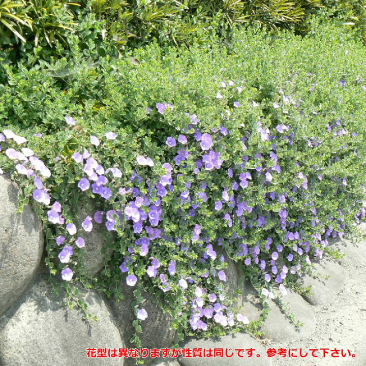 楽天市場 コンウォルウルス属 コンボルブルススターうおづ3号ポット 産直花だん屋