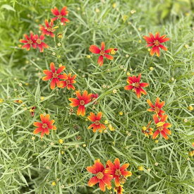 楽天市場 日陰 でも 育つ 宿根草の通販