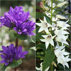 yJpjzO[^ǂ炫Jpj3|bg