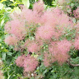 【コティヌス属】スモークツリー フレーム4号ポット