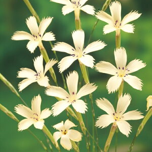 【ナデシコ属】なでしこ 織姫 3号Lポット