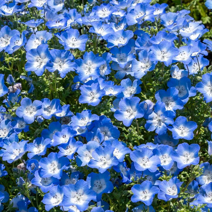 楽天市場 ネモフィラ属 ネモフィラインシグニスブルー3号ポット 産直花だん屋