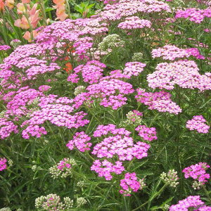 ymRM\EzALAJtMIX3Zbg 3|bg(ϊN)