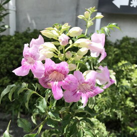 楽天市場 ノウゼンカズラ ピンクの通販 楽天市場 ノウゼンカズラ ピンクの通販