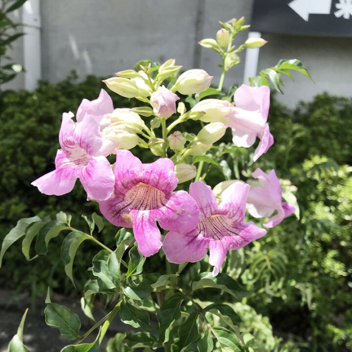 楽天市場 ノウゼンカズラ属 ピンク3号ポット 産直花だん屋
