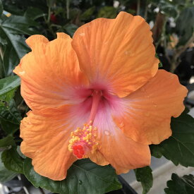 楽天市場 ハイビスカスの土の通販