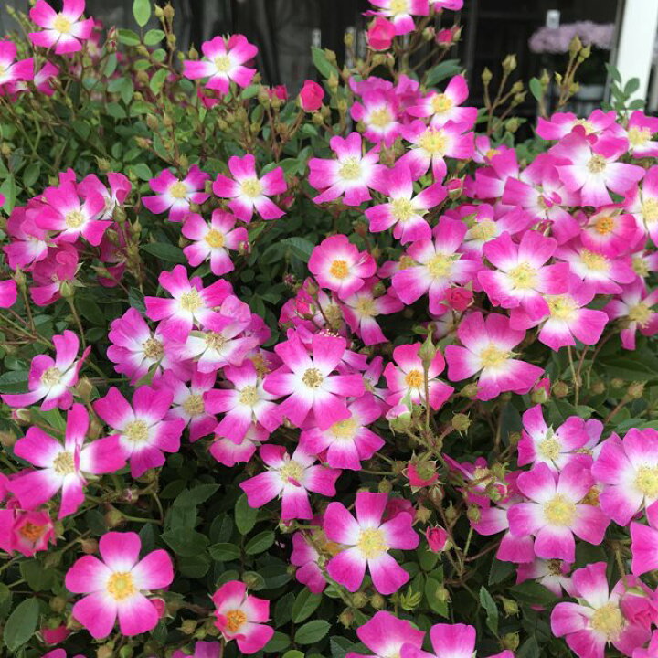 楽天市場 バラ属 ツルバラ 安曇野 3号ポット 産直花だん屋