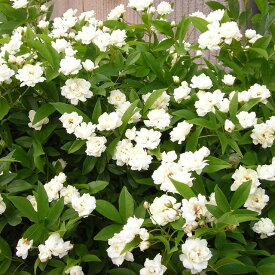 楽天市場 モッコウバラ 鉢植えの通販
