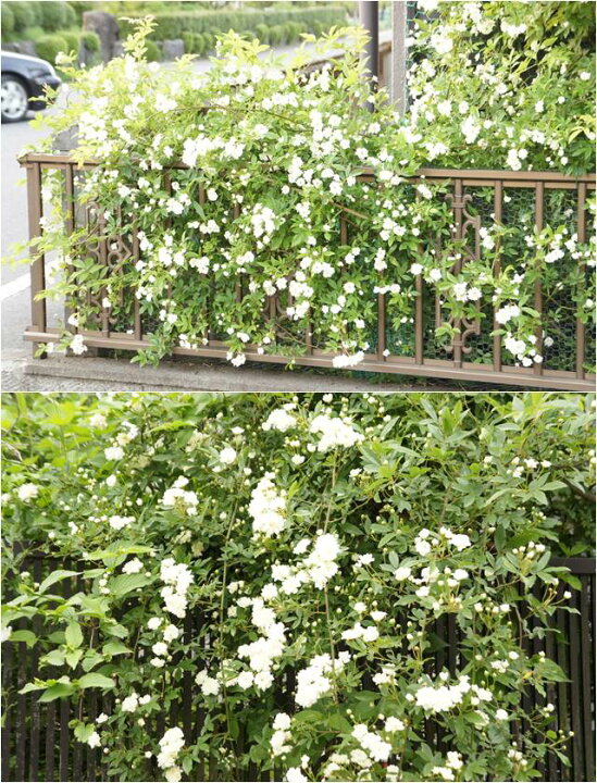 楽天市場 バラ属 モッコウバラ八重咲きホワイト3号lポット苗 産直花だん屋
