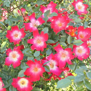 バラ カクテル 苗の人気商品 通販 価格比較 価格 Com バラ カクテル 苗の人気商品 通販 価格比較 価格 Com