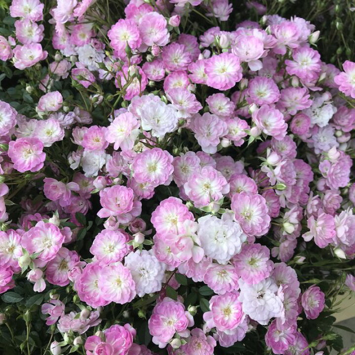 楽天市場 バラ属 修景バラ 舞姫 3号lポット 産直花だん屋