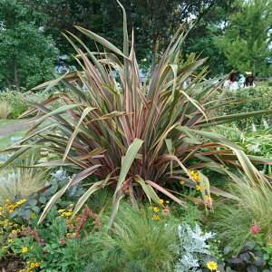 �y�R���W���l���z�j���[�T�C���� �s���N�X�g���C�v 3���|�b�g