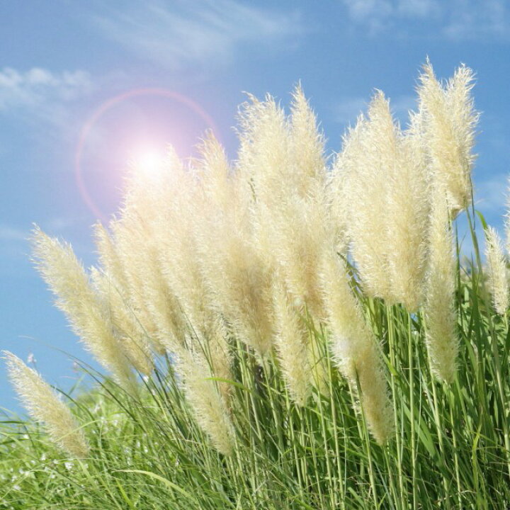 楽天市場】【コルタデリア属】大型高性種パンパスグラス白3.5号ポット  