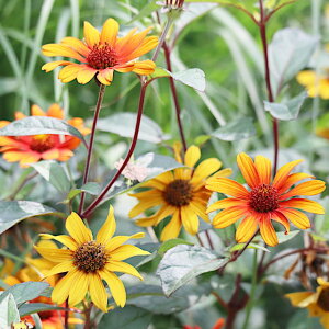 ywIvVXzhPЂ܂o[jOn[c3|bg