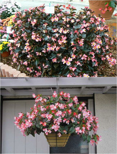 楽天市場 ベゴニア属 木立ベコニアリッチモンデンシス3号ポット 産直花だん屋
