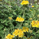 楽天市場 ガマズミ属 オオデマリ 大手毬 ジェミニ4 5号ポット 産直花だん屋